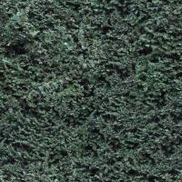 photo texture of hedge seamless 0001
